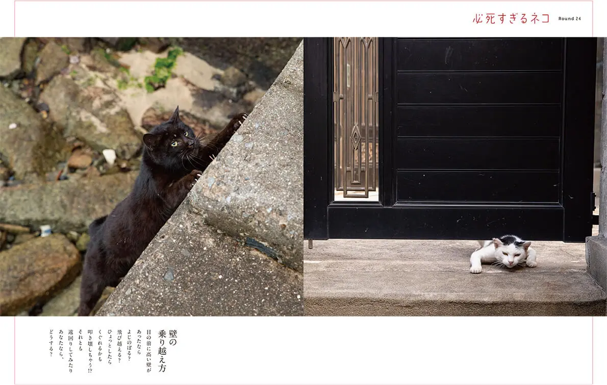 ねこ写真家・沖昌之さんの写真展「必死すぎるネコ」が渋谷で開催！最終
