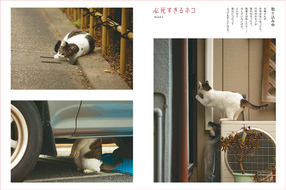 取り込み中で必死なネコの写真 by 沖昌之