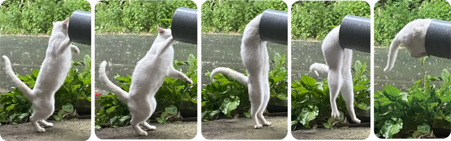 猫の液体化ブームが再来か？今月2冊めの同タイトル写真集『ねこ