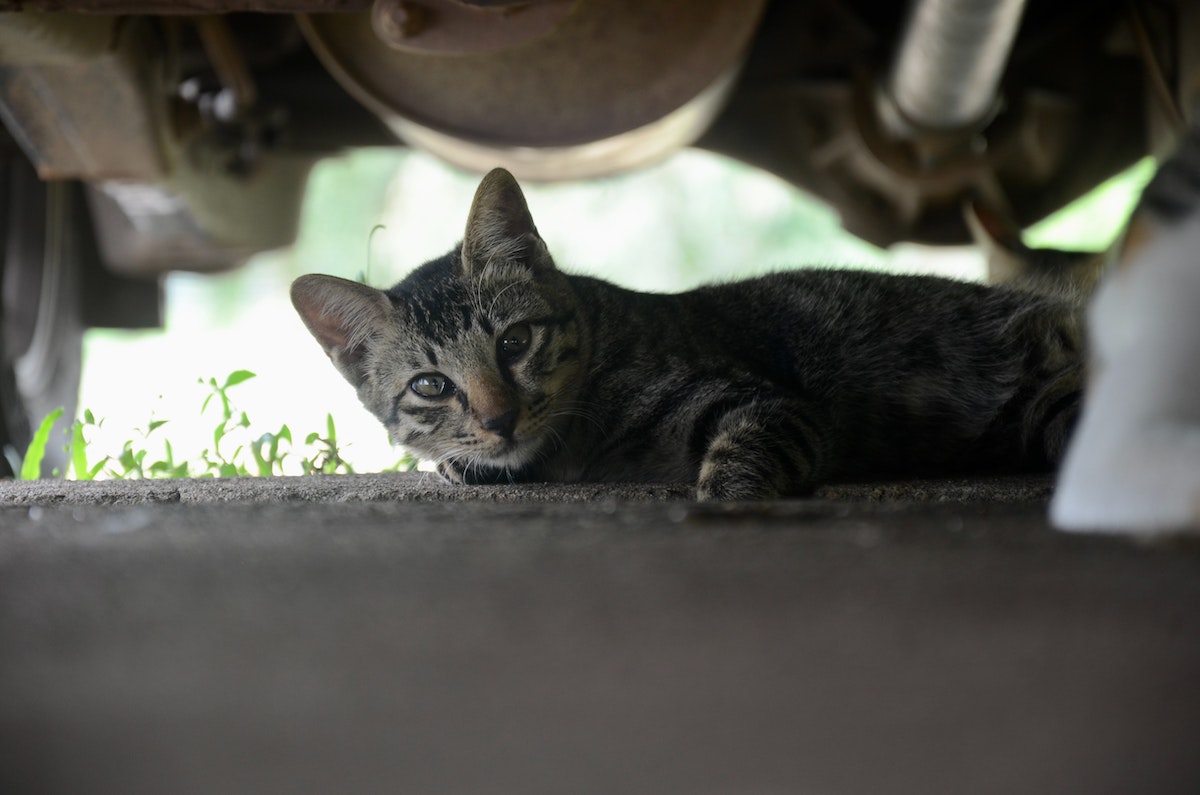 車の下でくつろぐ猫のイメージ写真