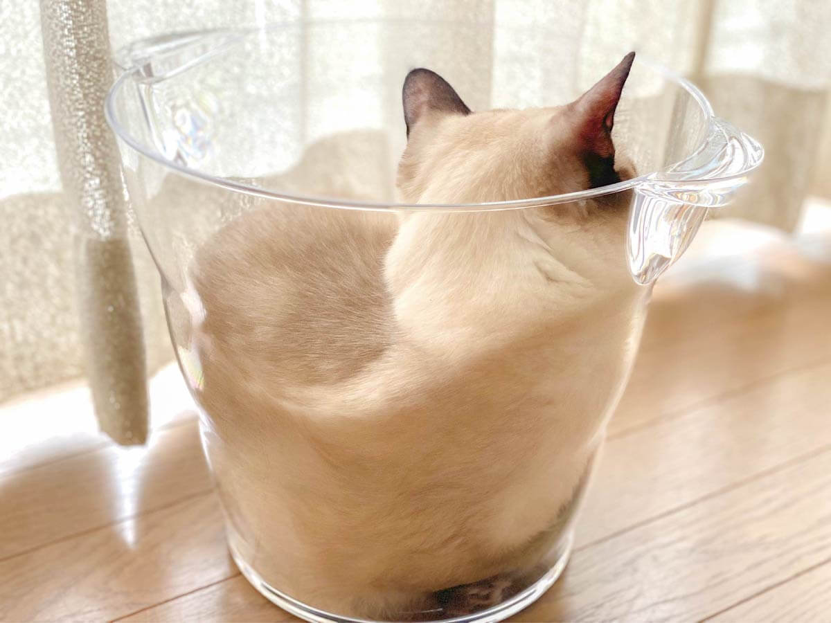 透明な容器にすっぽり入った液体のような猫の写真