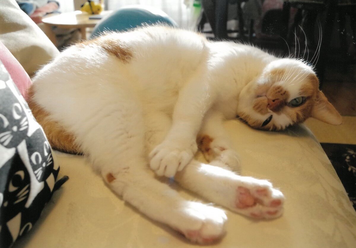 甘えたような表情で寝転ぶ猫の写真