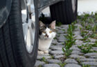 猫が車に入り込みやすいのは冬…よりも梅雨の時期！JAFがエンジンルームに入り込んだ猫の救援件数を発表