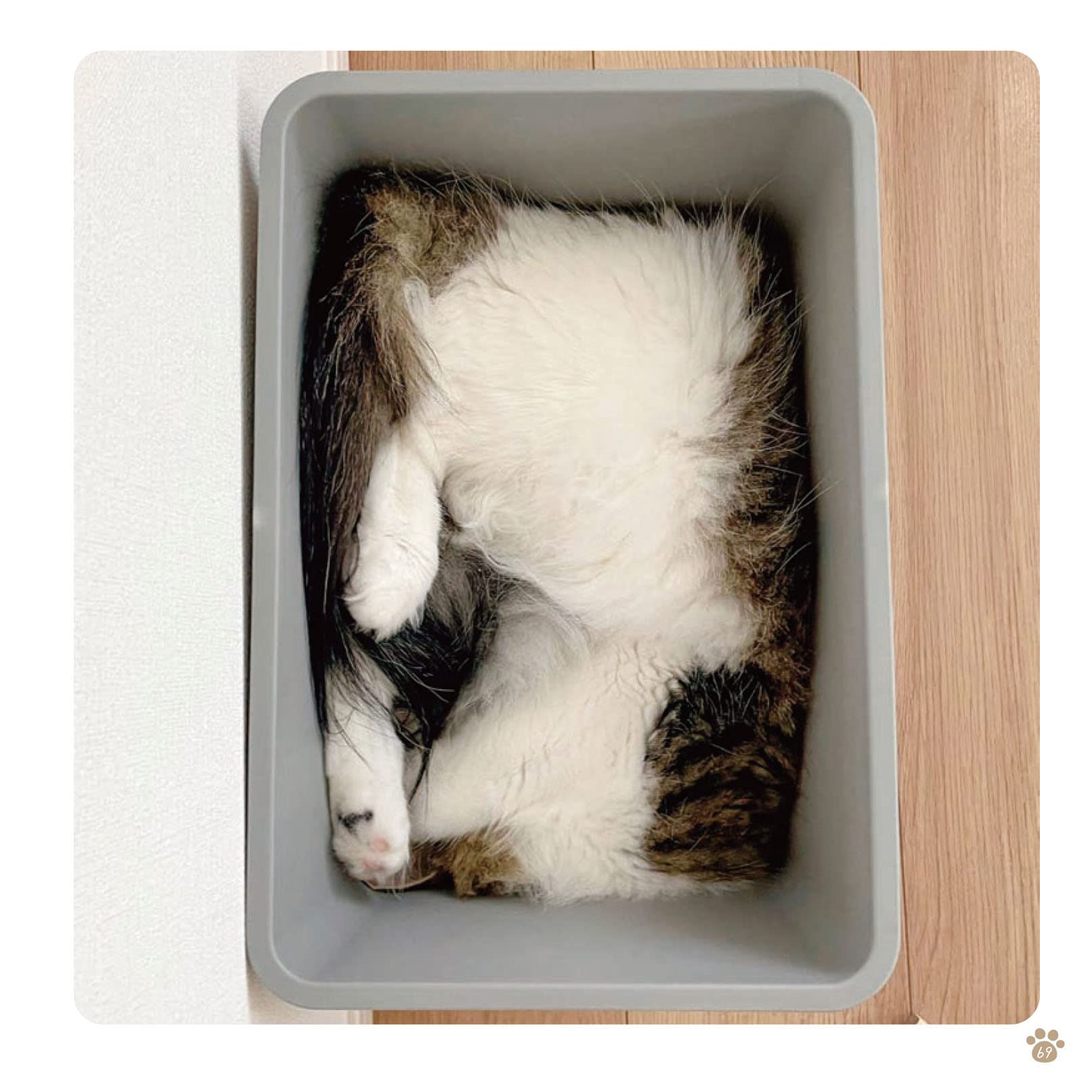 箱の中にすっぽり納まった猫の写真