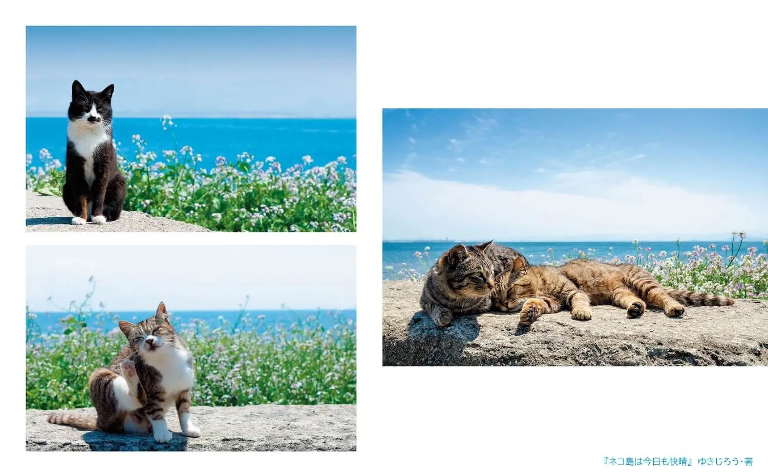 青い海と空には猫がよく似合う！島ネコを撮り続けて10年、写真家・ゆき