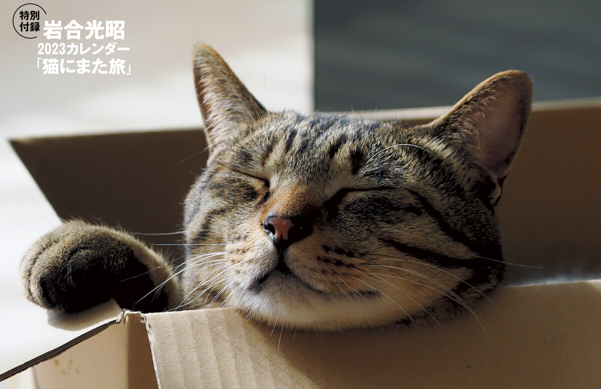 雑誌「週刊朝日 2022年12月23日号」の表紙を飾った岩合光昭さんの愛猫、キジトラ柄の玉三郎