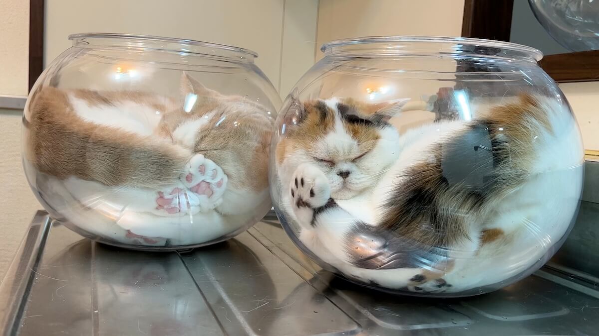 金魚鉢の中に入った液体のような猫の写真
