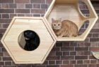猫カフェのようなラウンジも完備！29の個室を備えた国内最大級の猫シェアハウス『にゃんこの森横浜』がオープン