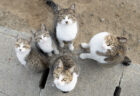 合計800点以上のネコ写真が大集結！「飛び猫写真展」と「もふあつめ展」がソラマチの郵政博物館で同時開催