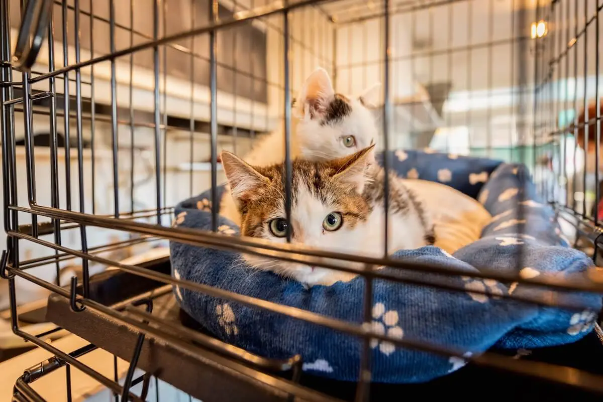 キャットケージ　猫ケージ　【コメリ】市内及び近郊引き取り限定 キャットケージ 猫ケージ 【コメリ】市内及び近郊引き取り限定 鈍く