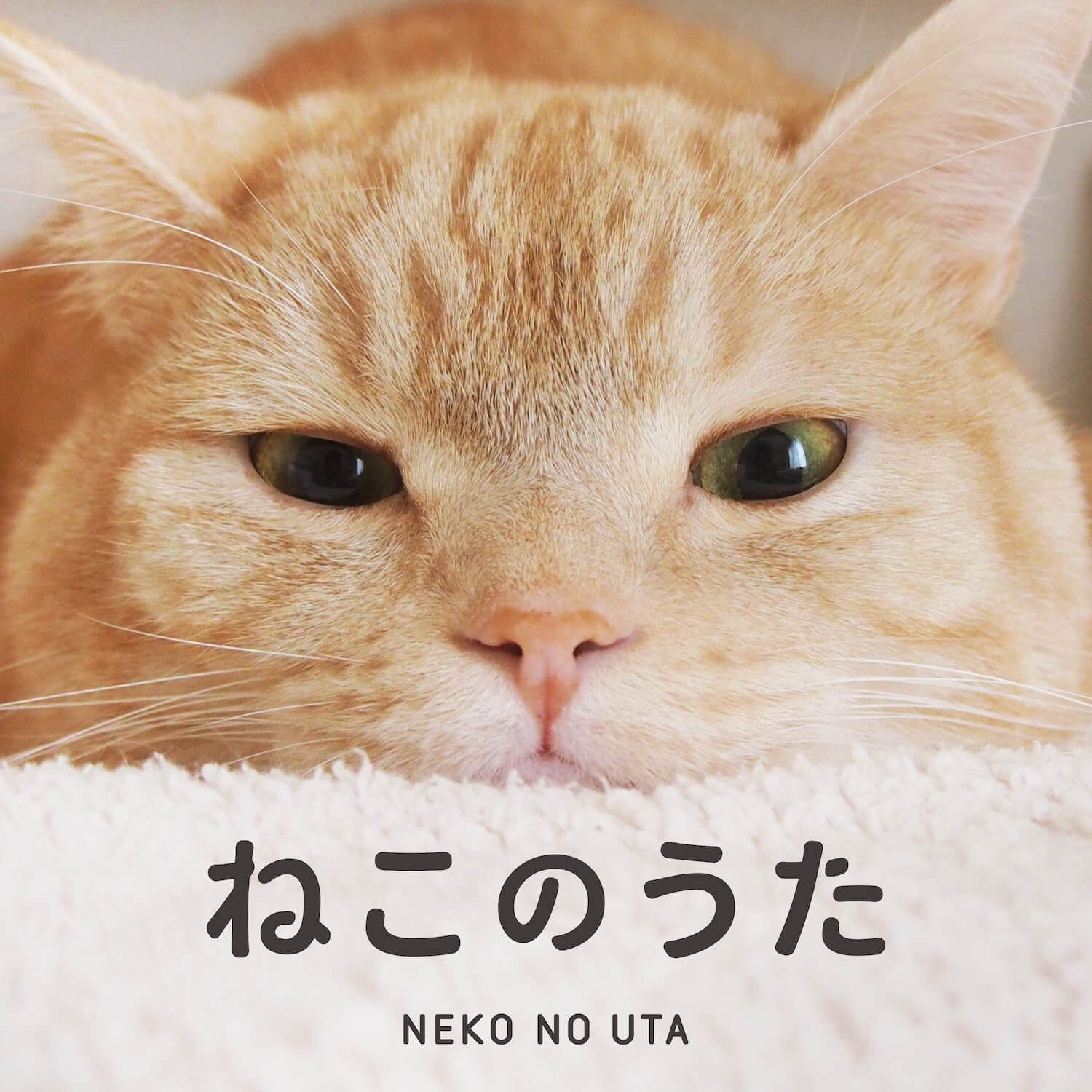 猫がテーマの楽曲を集めたコンピレーションアルバム『ねこのうた』ジャケットイメージ