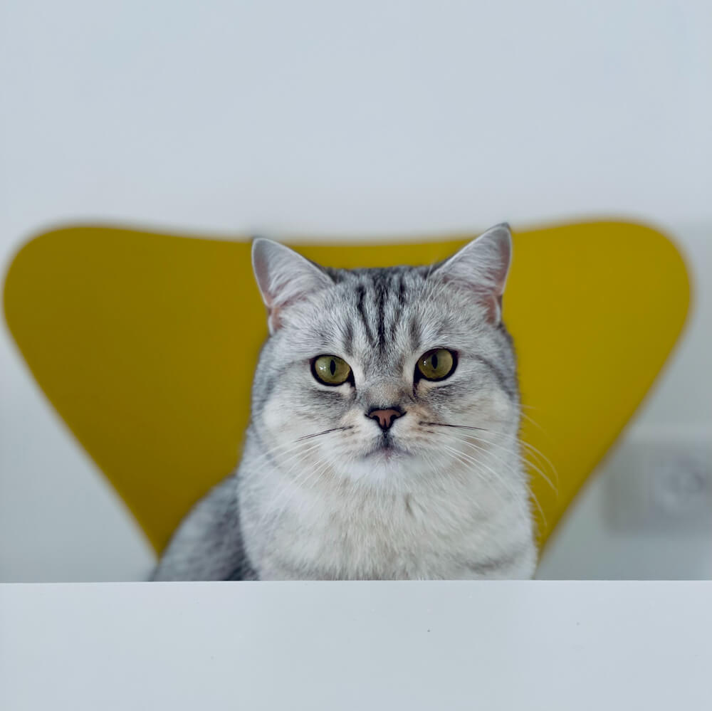 椅子に座って正面を見据える猫のイメージ写真