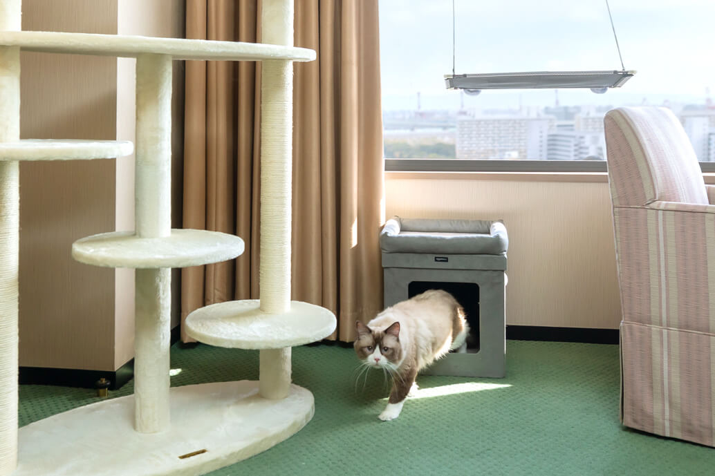 猫用のボックス型ベッドも完備されているキャットフレンドリールーム by ハイアット リージェンシー 大阪