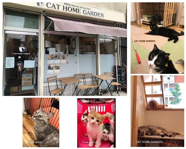 東京・足立区にある譲渡型保護カフェ「CAT HOME GARDEN」