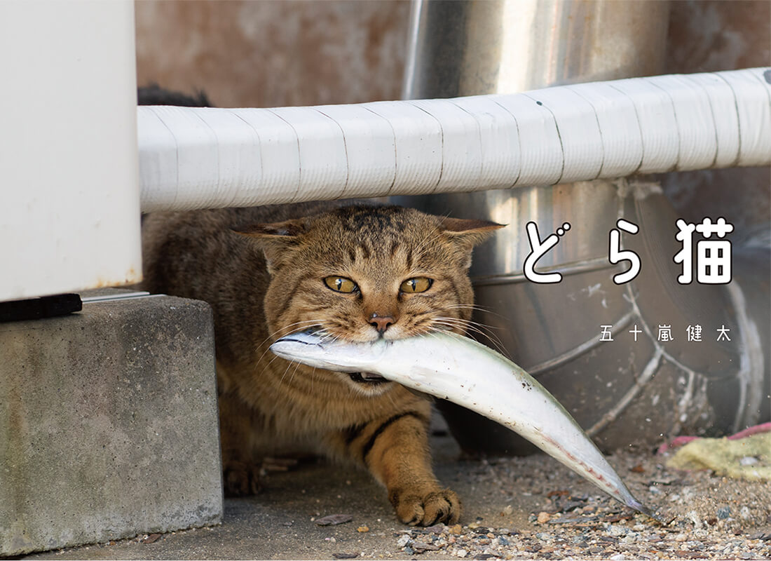 猫写真家・五十嵐健太の写真集『どら猫』表紙イメージ
