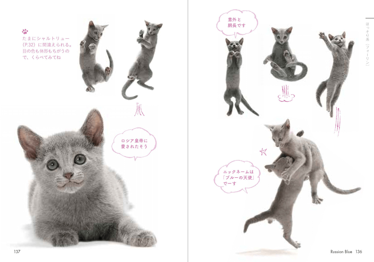 人気写真家の福田豊文さんが撮影した猫の写真を収録 by 『ときめく 猫図鑑』
