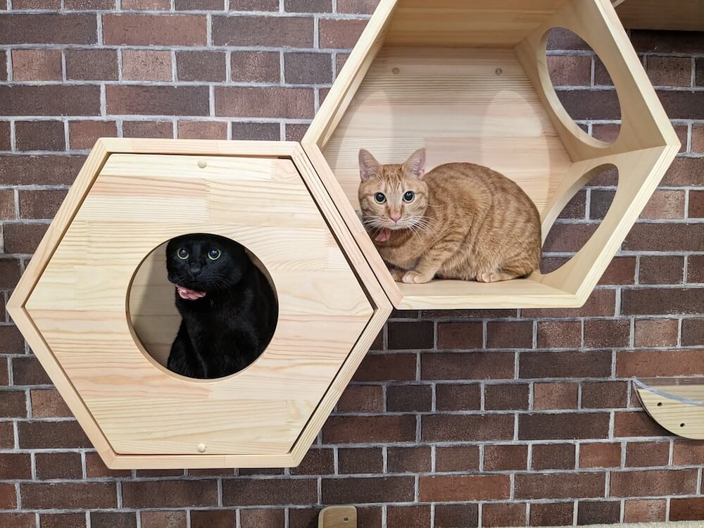 猫シェアハウス『にゃんこの森横浜』の看板猫「ピノ」と「みるく」