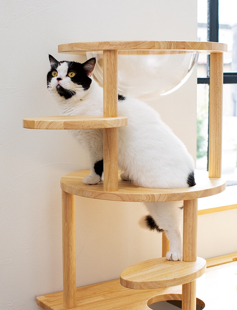 「天然木 ネコタワー デスク」のタワーを登る猫