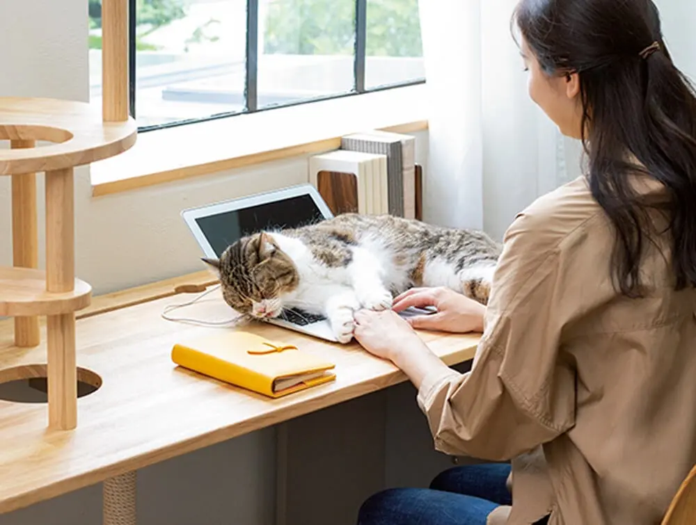 机とキャットタワーが一体化した斬新な家具がディノスから登場