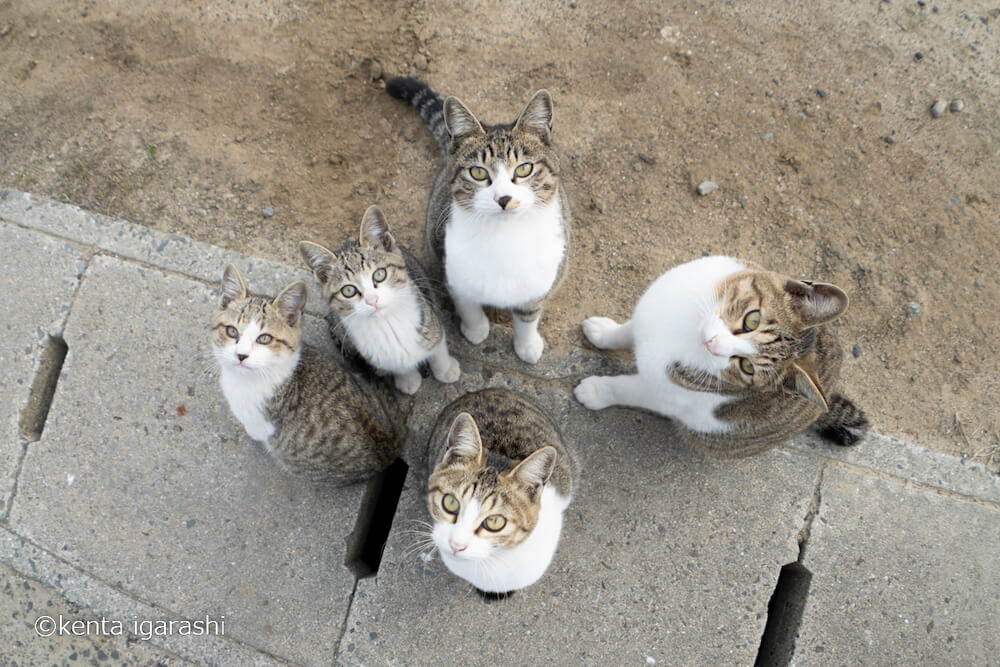 キジ白猫の家族写真 by 五十嵐健太