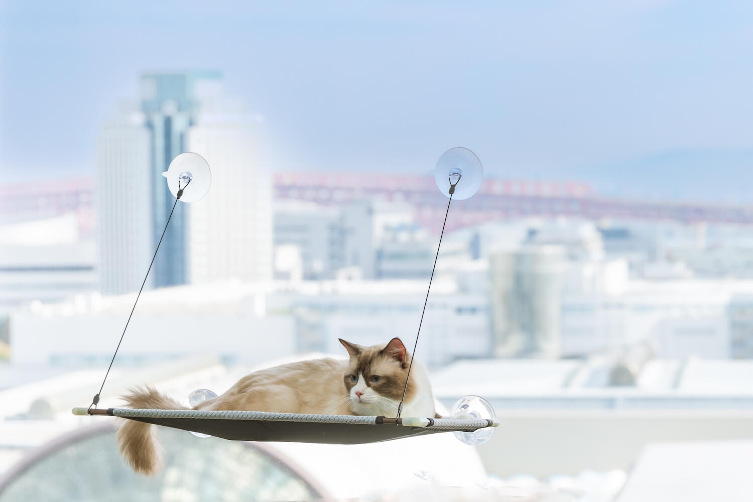窓に猫用のハンモックも設置されているキャットフレンドリールーム by ハイアット リージェンシー 大阪