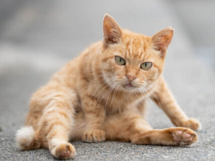 サラリーマン猫写真家「あおいとり」の新作個展が2/4よりスタート！岩手にある猫本図書館、誕生6周年を記念して開催