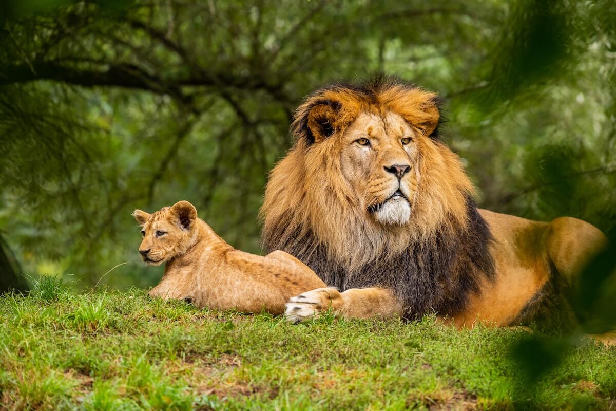 野生のライオンのイメージ写真