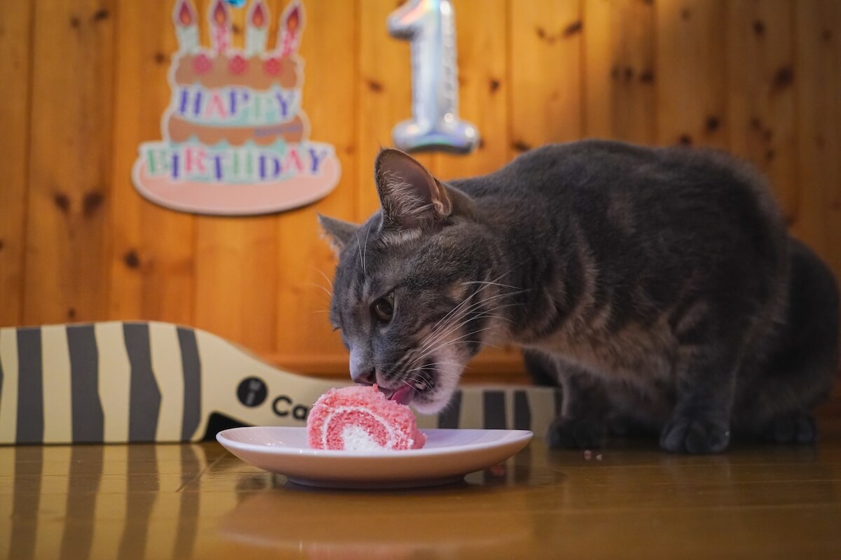 猫の誕生日をお祝いするイメージ写真