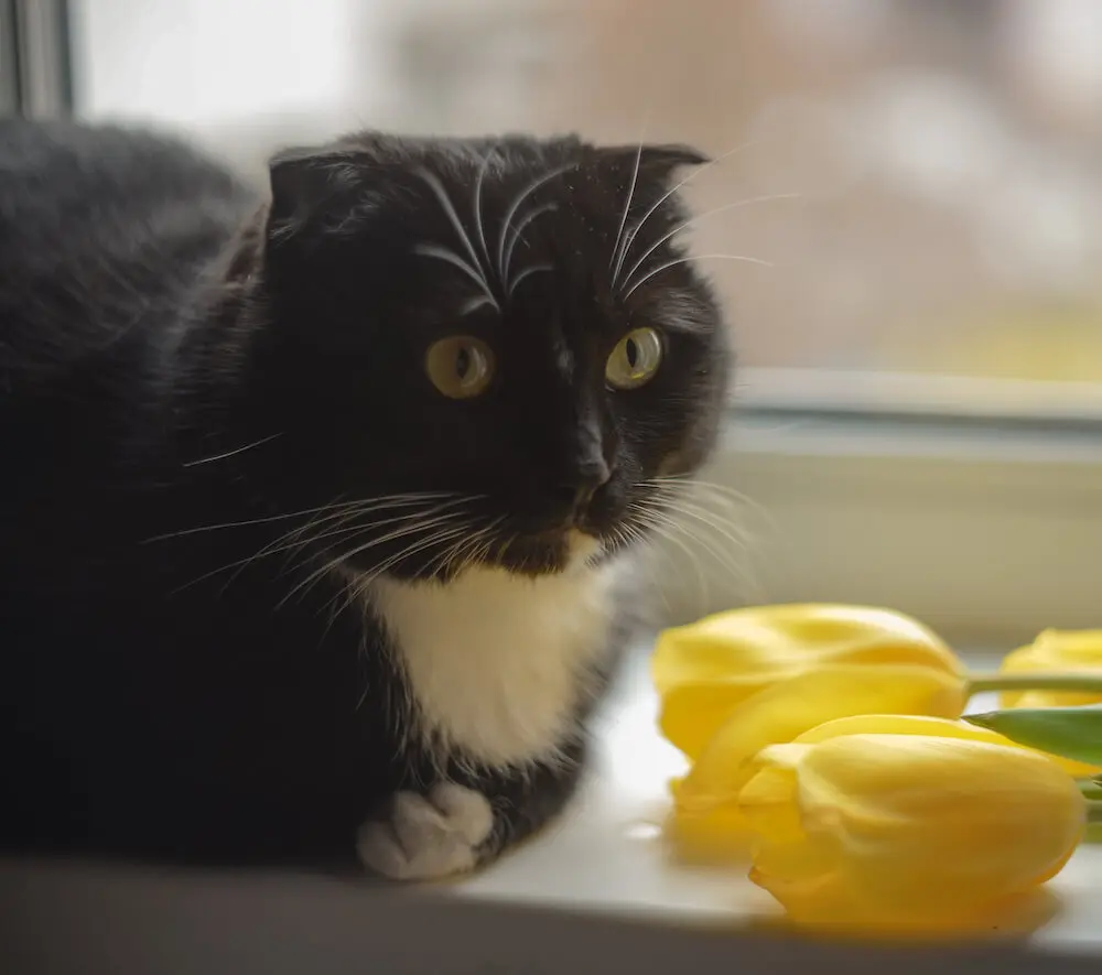 ネコの毛色や模様はどうやって決まるのか？詳しく解説した書籍『猫柄