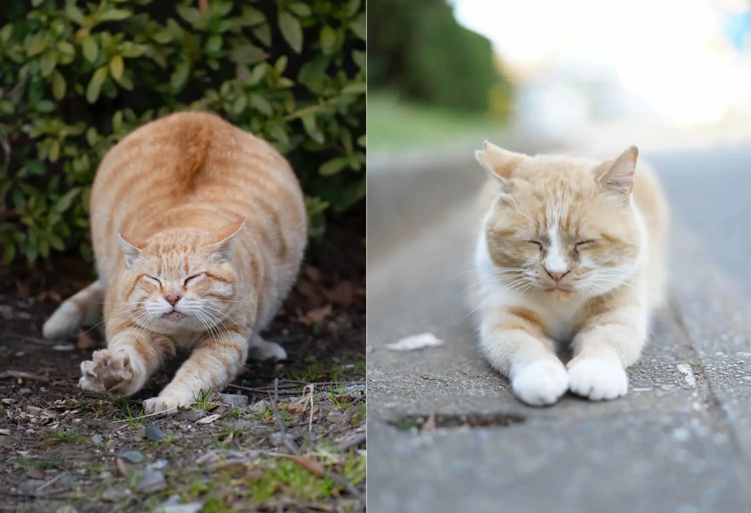 伸びをしたり眠っている猫の写真 by あおいとり