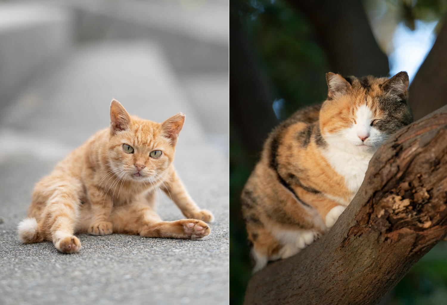 道端に座る猫や木の上で眠る猫の写真 by あおいとり