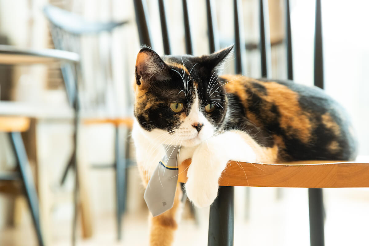 猫のためのネクタイ「トラベルベルトチップタイ」GRAYカラー