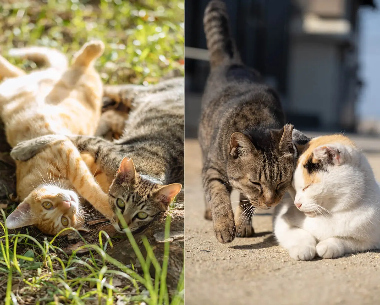 外で暮らす仲良し猫たちの写真 by あおいとり