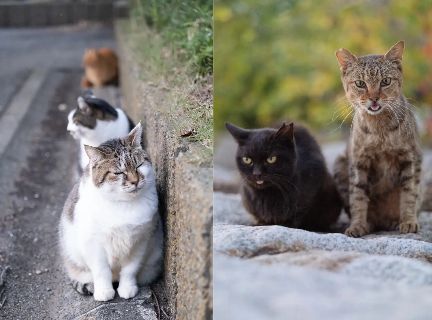 壁際に並んだり舌をしまい忘れた外猫の写真 by あおいとり