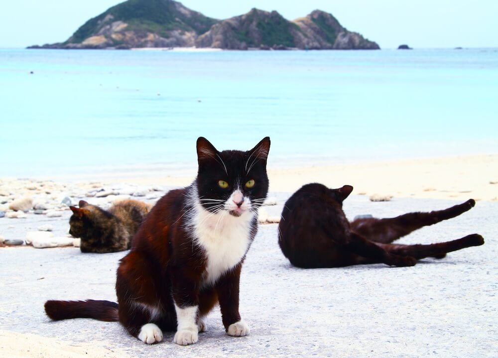 沖縄の海辺でくつろぐ猫の写真