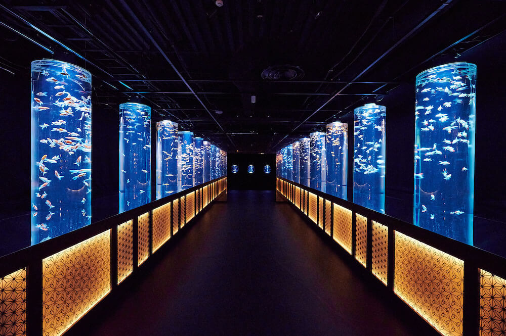 金魚の回廊 in アートアクアリウム美術館 GINZA