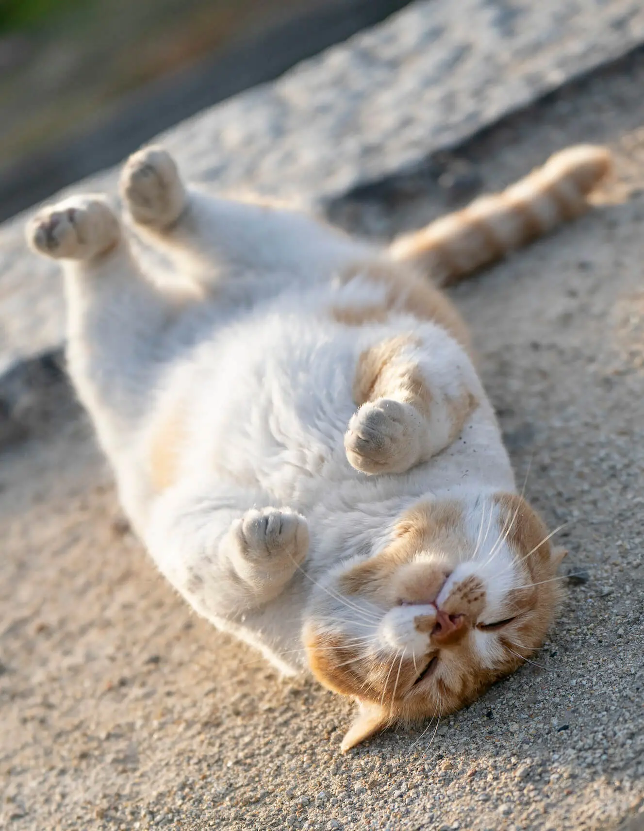 手足を揃えて仰向けで眠る猫の写真 by あおいとり