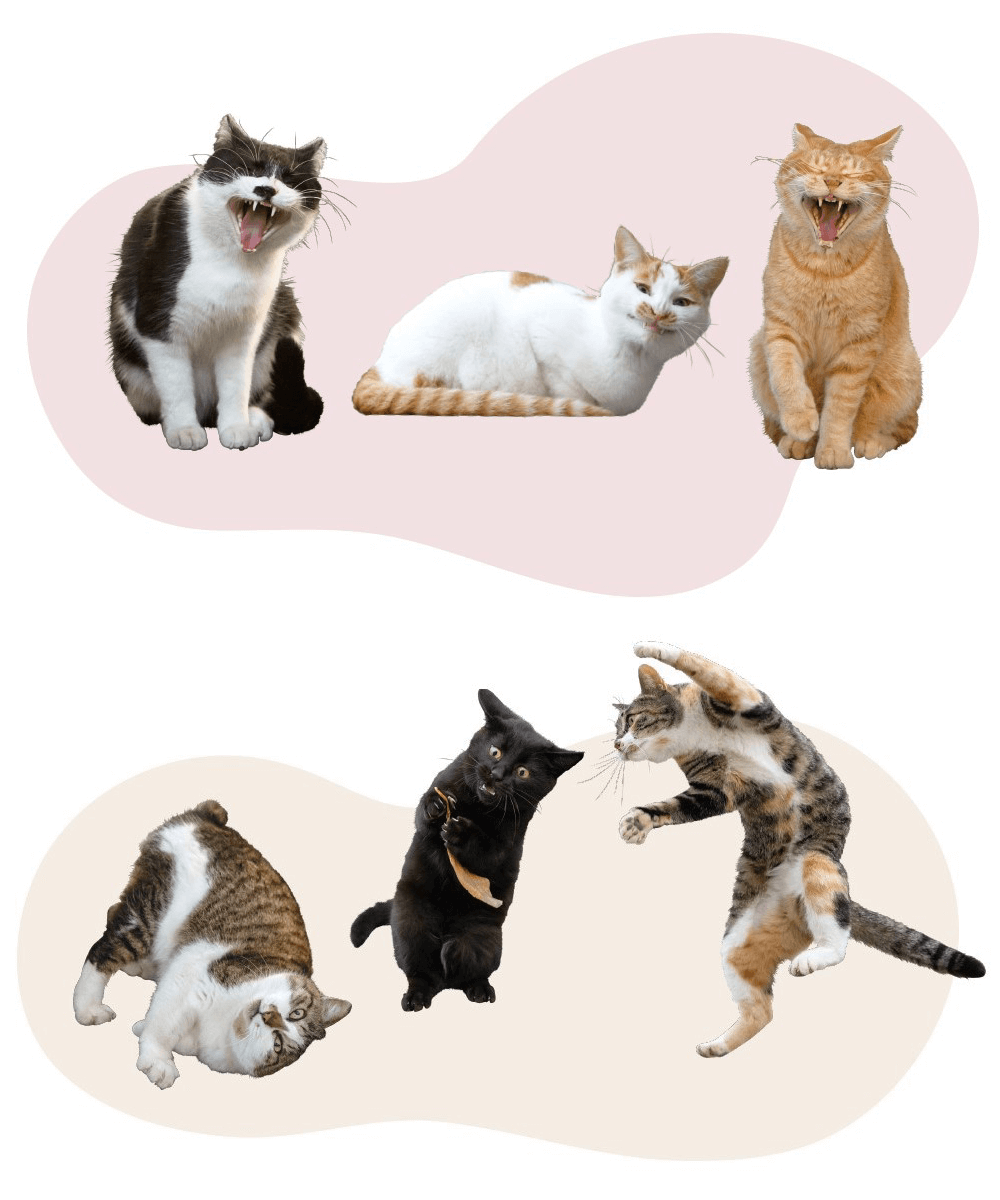 Wpc.と猫写真家・沖昌之がコラボした猫傘シリーズ『アンブレにゃん』のデザインパターン2種