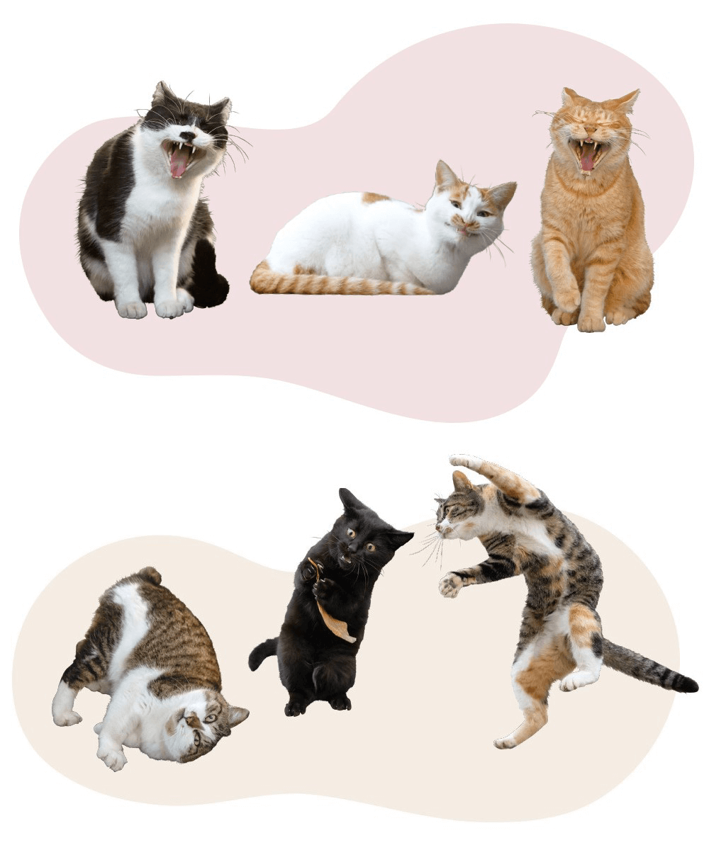 傘とてるてる⑦虹ねこ　ぐで猫さん 傘とてるてる⑦虹ねこ ぐで猫さん