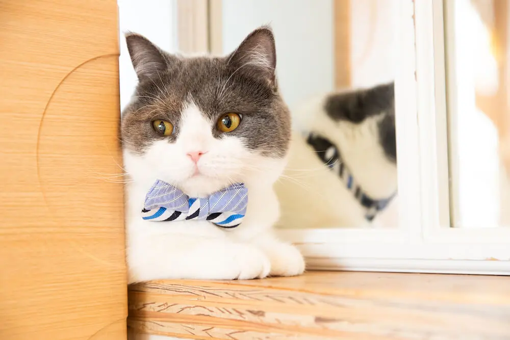 飼い主さんとお揃いコーデも楽しめる♪ネクタイ専門ブランド「giraffe