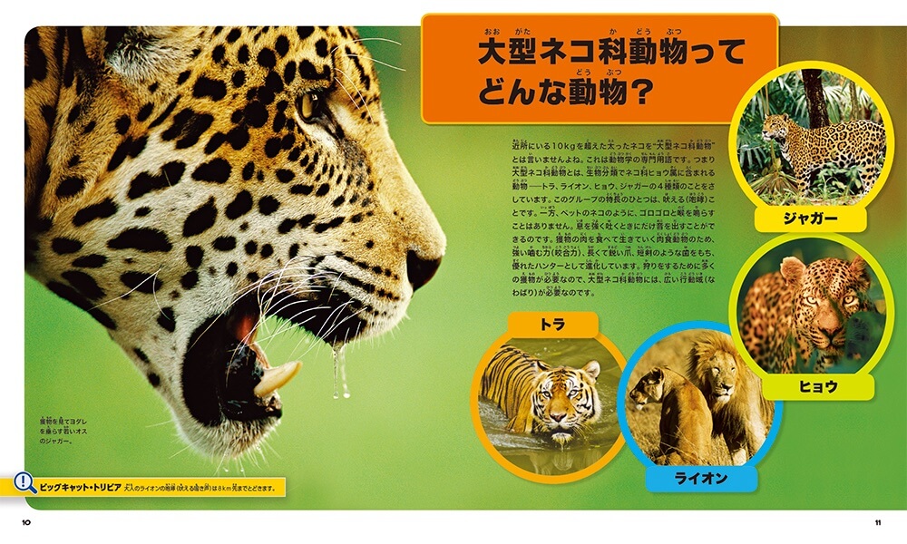 大型ネコ科動物（ビッグ・キャット）の解説ページ