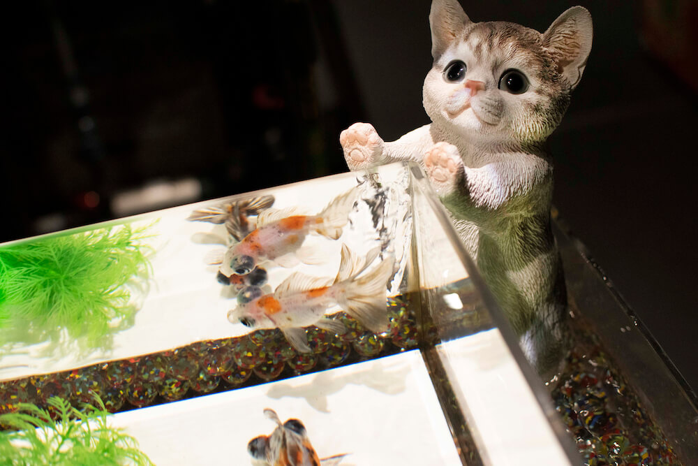 金魚の水槽脇に猫が出現 in アートアクアリウム美術館 GINZA