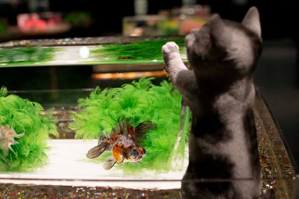 金魚を眺める猫 in アートアクアリウム美術館 GINZA