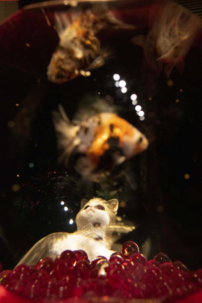 猫と金魚のコラボレーション in アートアクアリウム美術館 GINZA