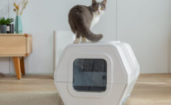 AIスマート猫トイレ「ルルペット」が日本初上陸！排泄物を画像認識して自動で分析＆異常を検知するとスマホに通知