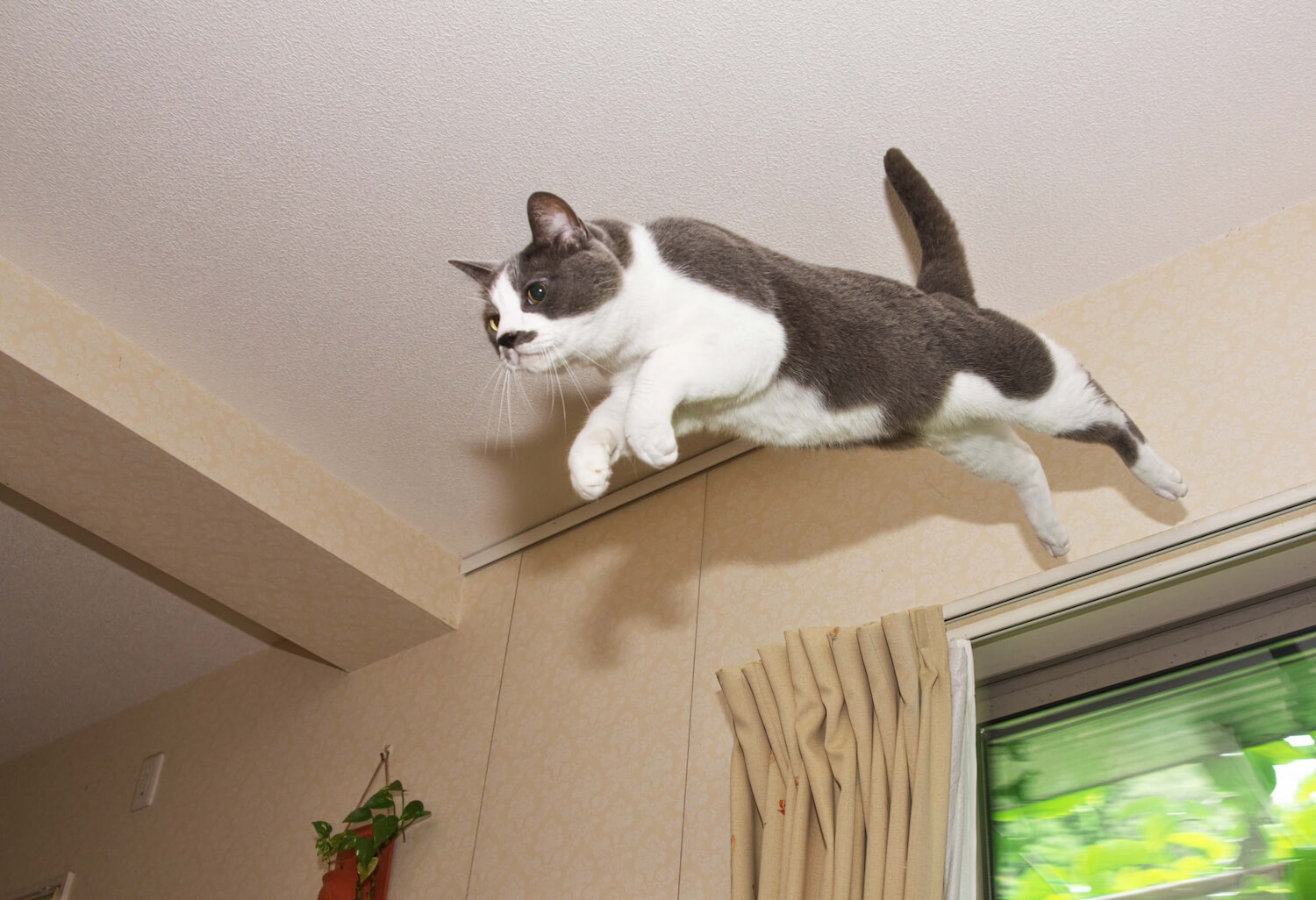 無謀なチャレンジ（高いところからジャンプ）をする猫のイメージ写真