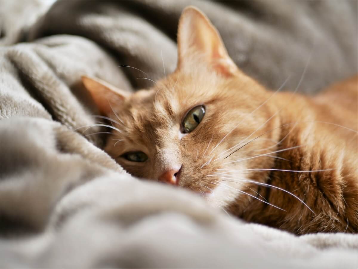 毛布に寝そべる飼い猫のイメージ写真