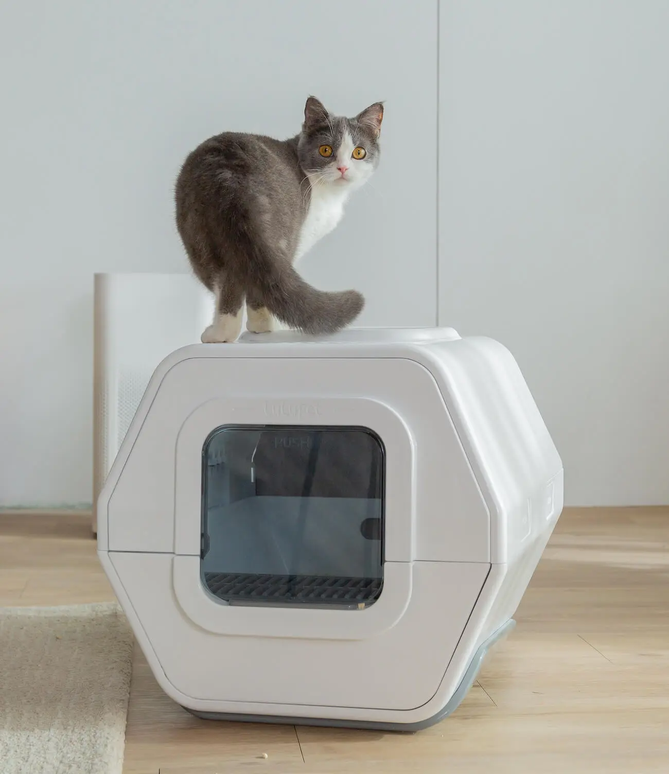 引き取り歓迎 愛知 Pandaloli 猫 自動トイレ ペットトイレ 引き取り歓迎 愛知 Pandaloli 猫 自動トイレ ペットトイレ