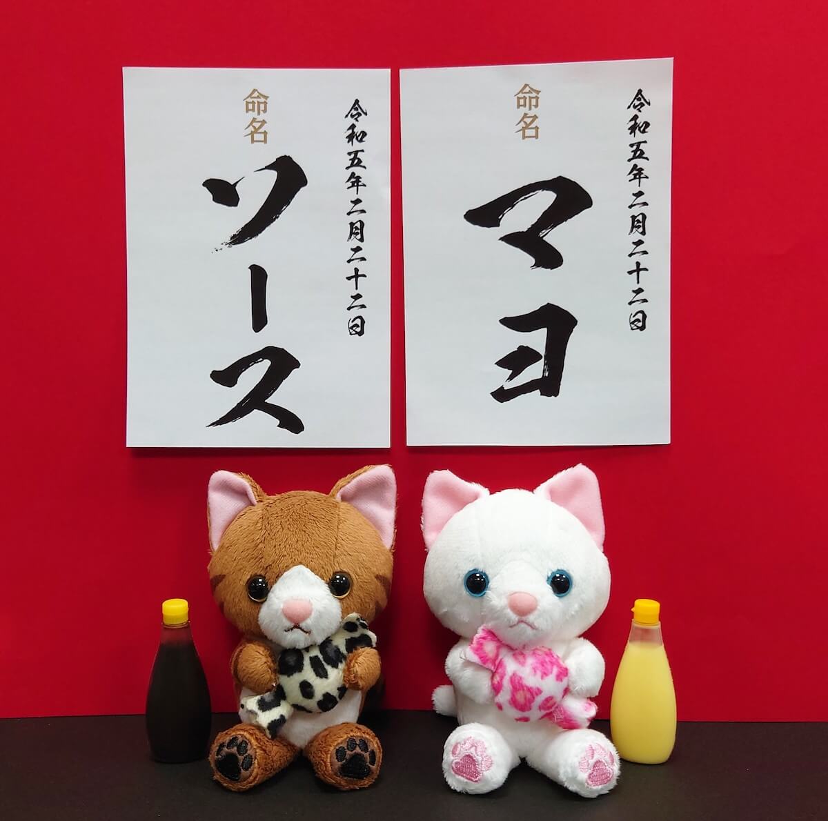 ホテル日航大阪の新しい猫マスコットキャラクター、キジトラ「ソース」と白猫「マヨ」の命名式