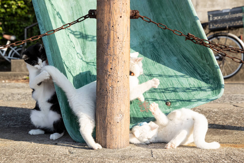 じゃれ合う3匹の猫の日常写真 by 沖昌之